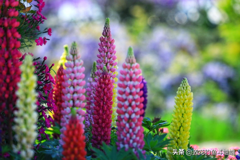 The method of planting the seeds of the luice flower