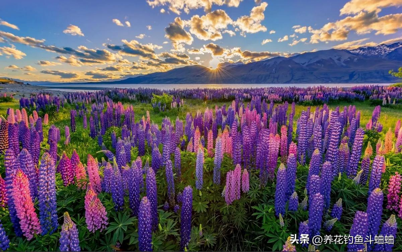 The method of planting the seeds of the luice flower