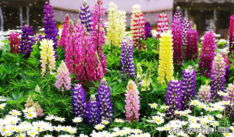 The method of planting the seeds of the luice flower