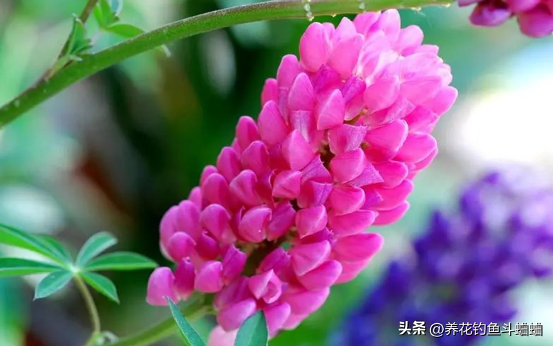 The method of planting the seeds of the luice flower