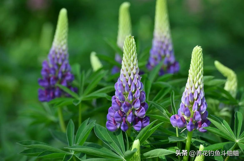 The method of planting the seeds of the luice flower