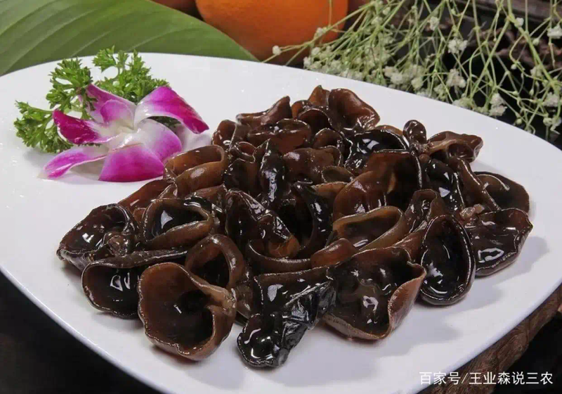 东北黑木耳种植技术