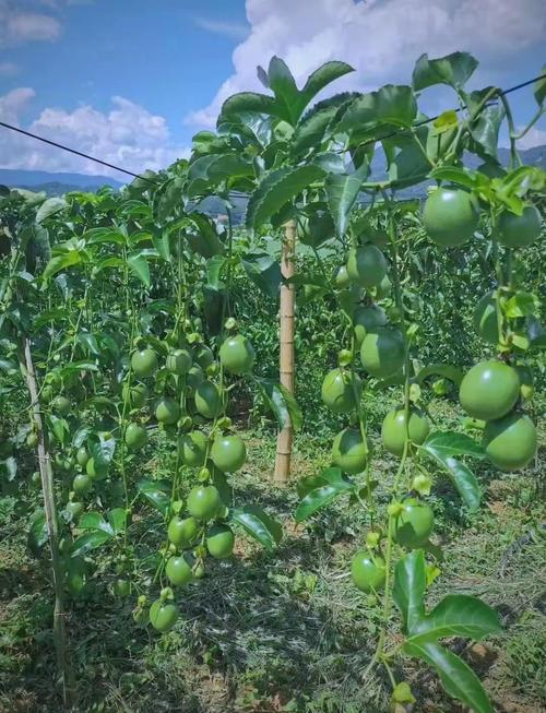 The method of growing vanilla fruit