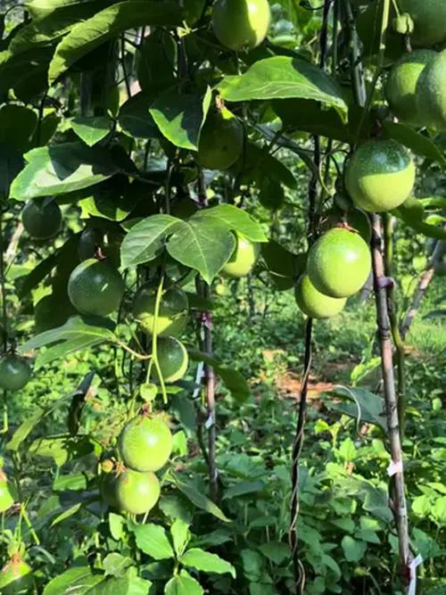 The method of growing vanilla fruit