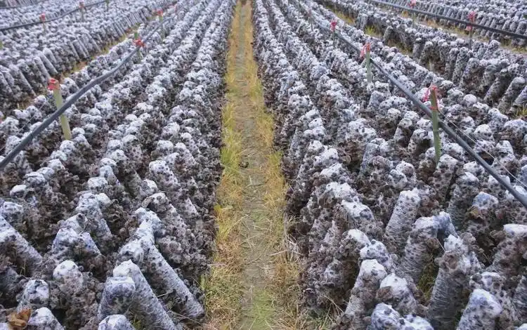 东北黑木耳种植技术