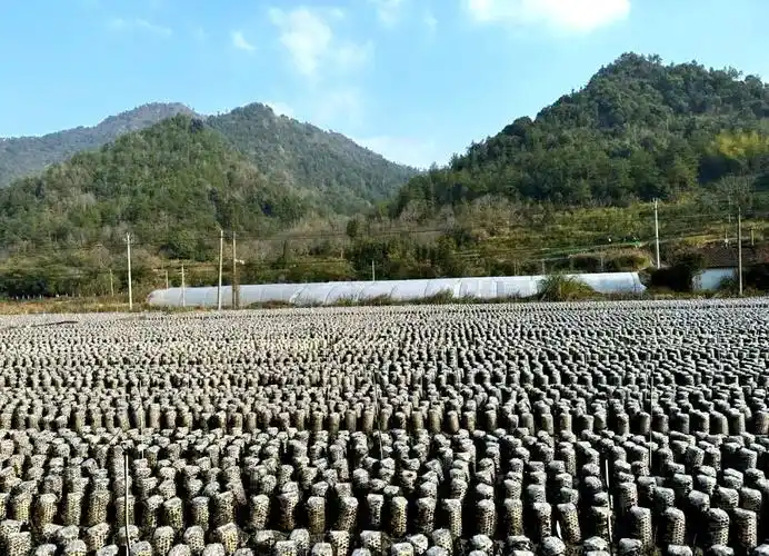 东北黑木耳种植技术