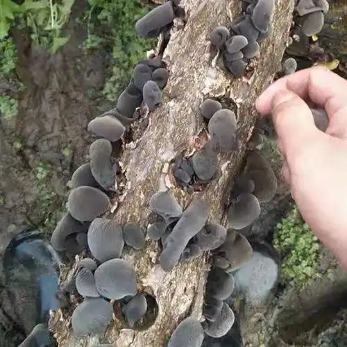 东北黑木耳种植技术