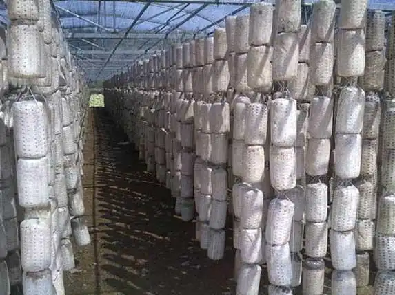 东北黑木耳种植技术