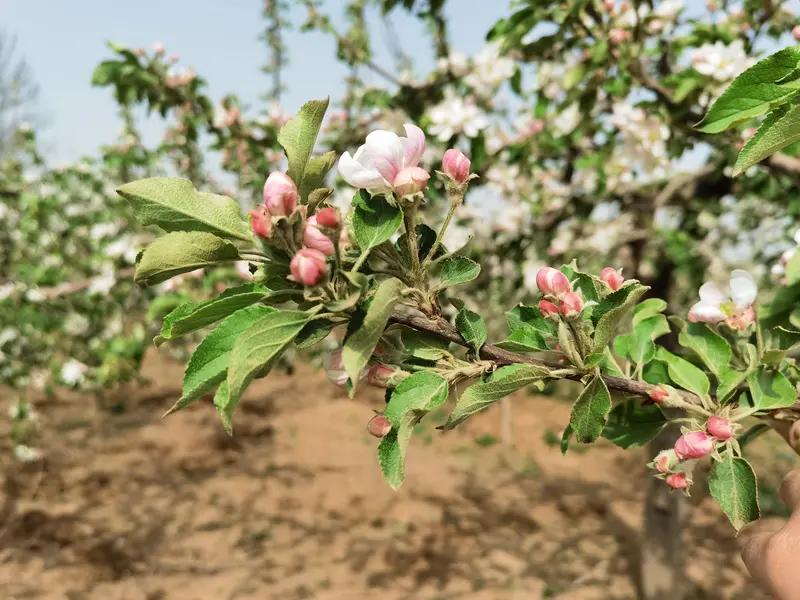 Training programme in fruit tree cultivation techniques