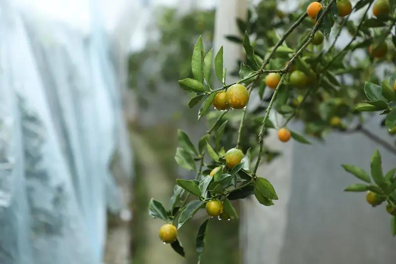 Training programme in fruit tree cultivation techniques