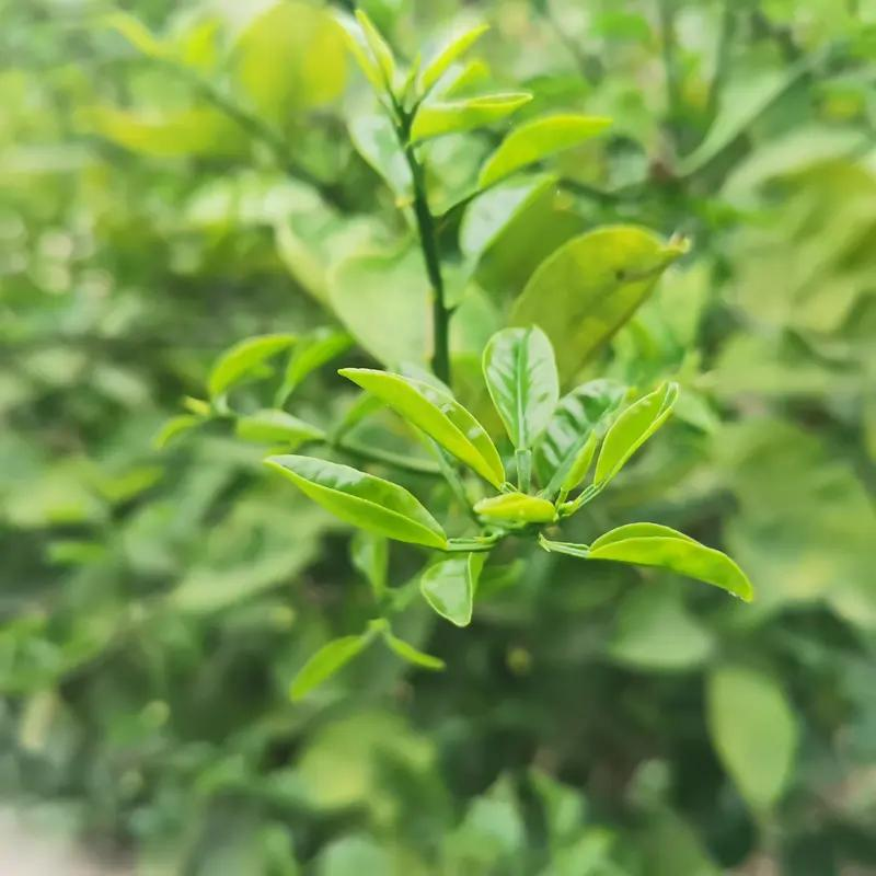 Training programme in fruit tree cultivation techniques