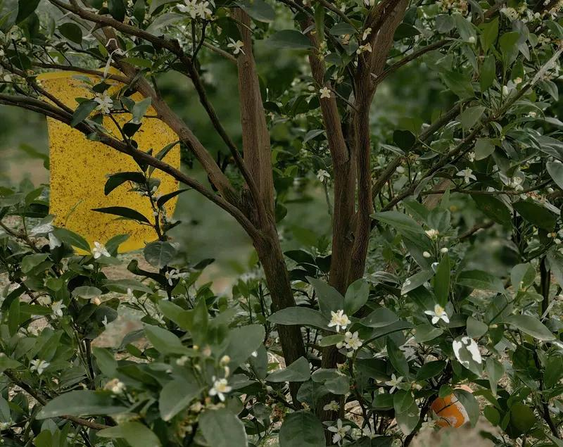 Training programme in fruit tree cultivation techniques