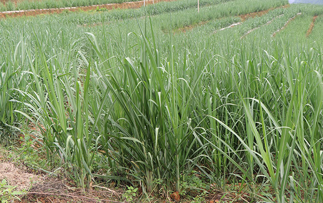 甘蔗的种植技术