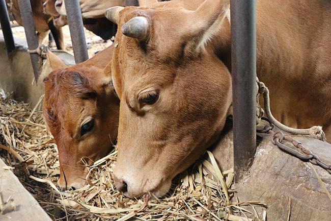 甘蔗的种植技术