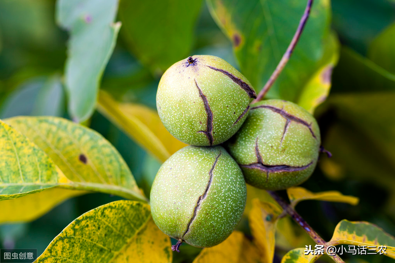 核桃树何时修剪最好？不同树龄的核桃树应如何修剪？果农要知晓！