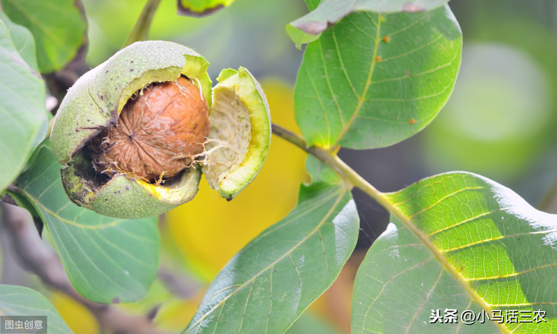 核桃树的种植技术