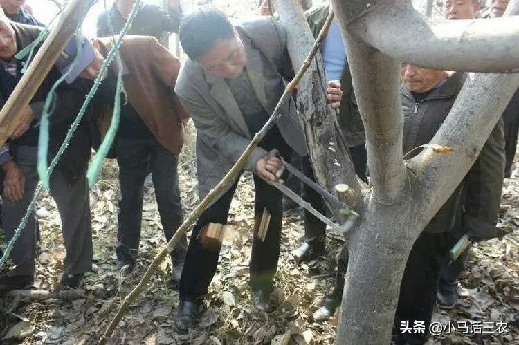 核桃树的种植技术