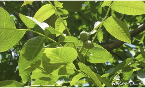 核桃树的种植技术