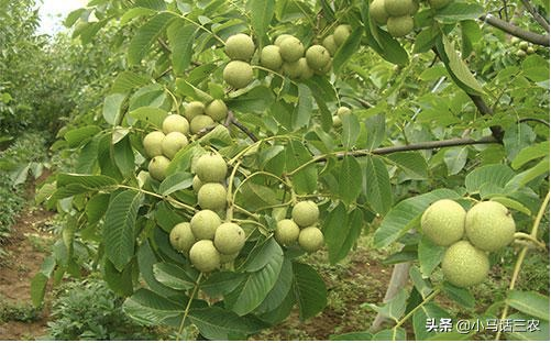 核桃树的种植技术