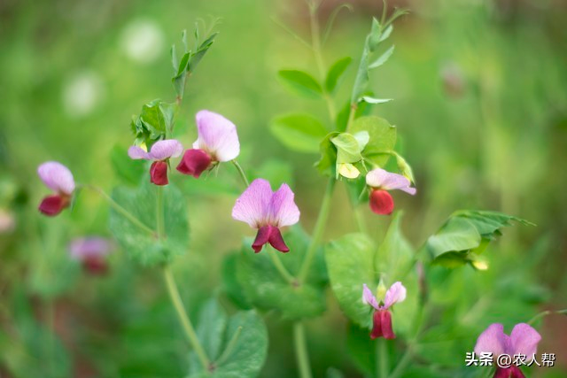 豌豆苗种植技术