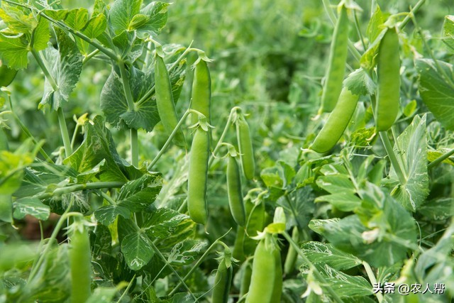 豌豆苗种植技术