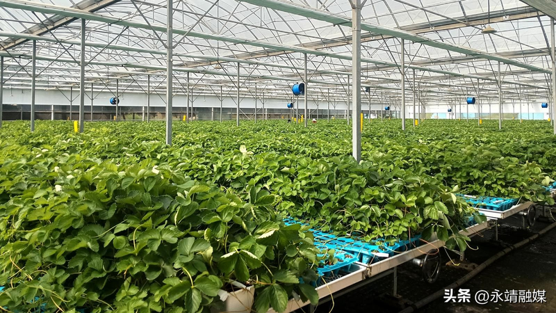 Training programme in fruit tree cultivation techniques