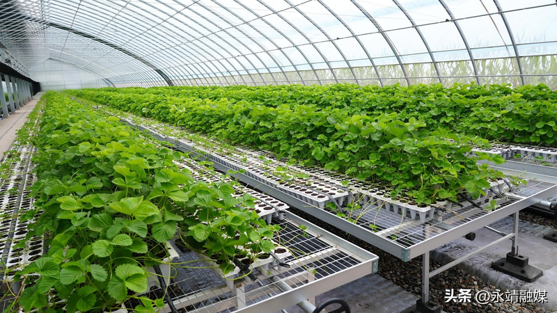 Training programme in fruit tree cultivation techniques