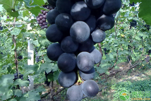 A picture of the technology of growing grapes in yunnan