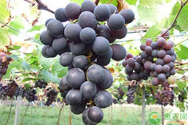 A picture of the technology of growing grapes in yunnan