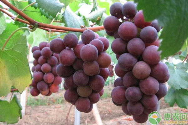 A picture of the technology of growing grapes in yunnan