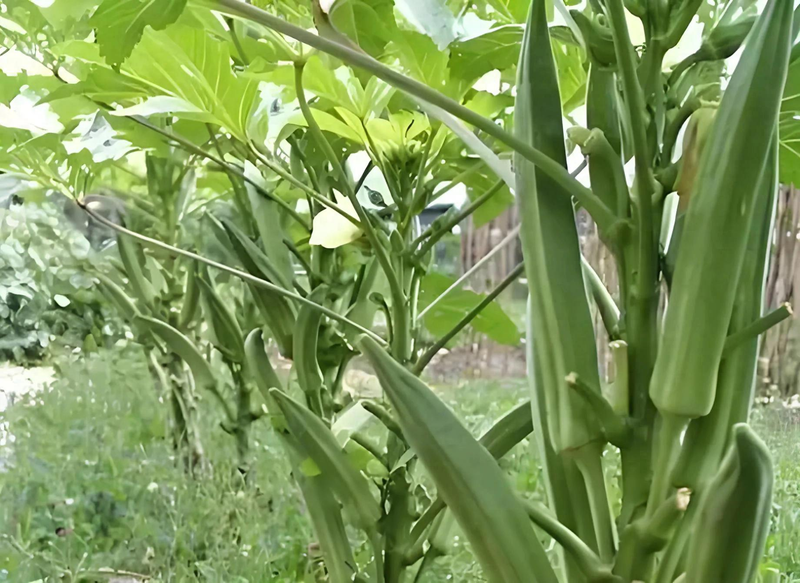 请问秋葵的种植方法