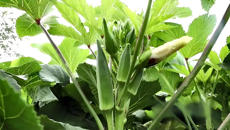 请问秋葵的种植方法