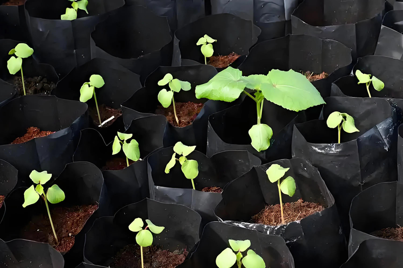 请问秋葵的种植方法