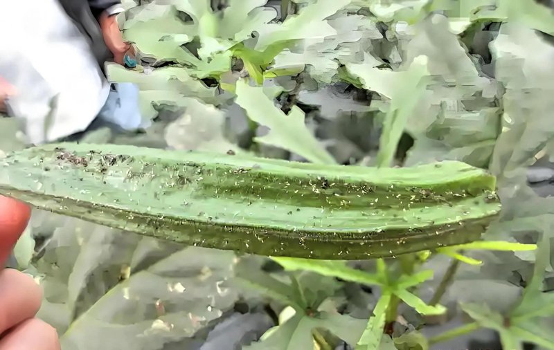 请问秋葵的种植方法