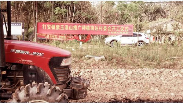 紫玉淮山种植技术