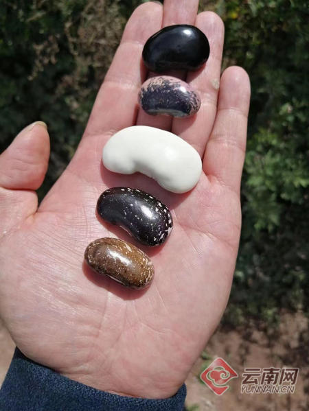 芸豆种子种植方法