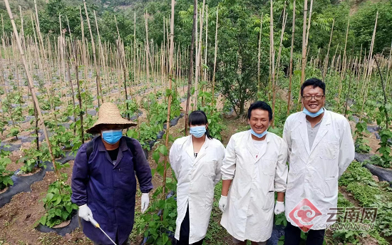 芸豆种子种植方法