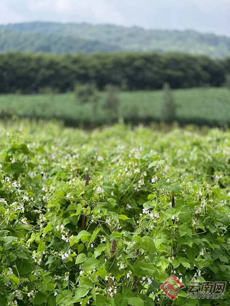 芸豆种子种植方法