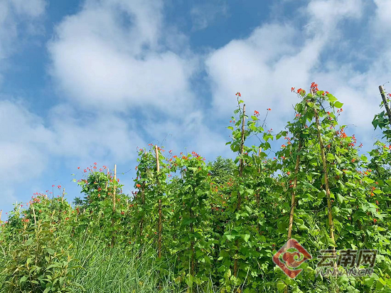 芸豆种子种植方法