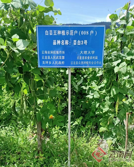 芸豆种子种植方法