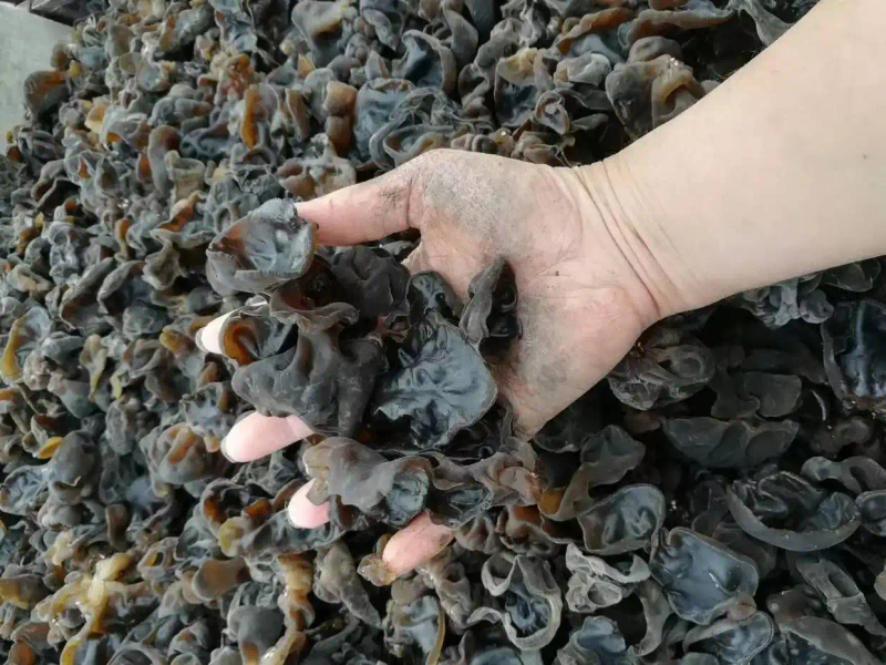 木耳的种植方法及季节