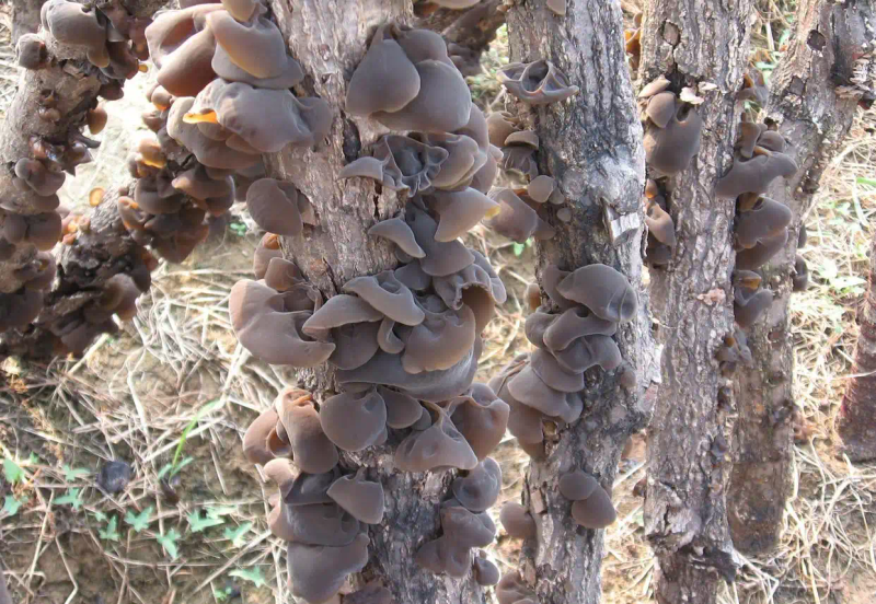 木耳的种植方法及季节