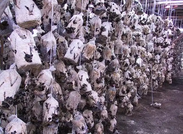 木耳的种植方法及季节