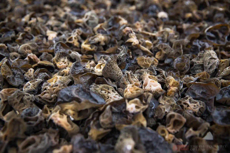 木耳的种植方法及季节