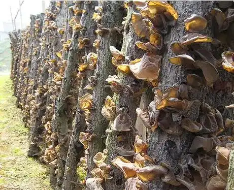 木耳的种植方法及季节