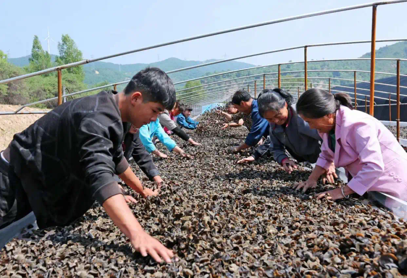 木耳的种植方法及季节