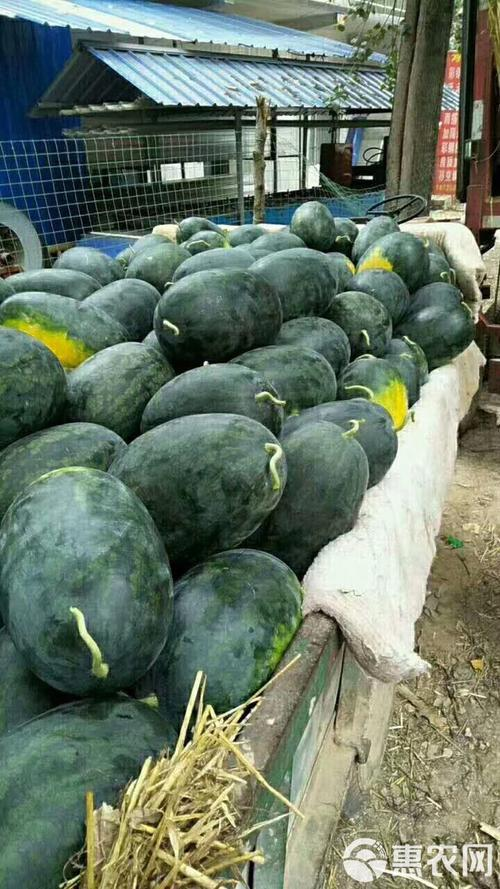 黑美人西瓜种植技术