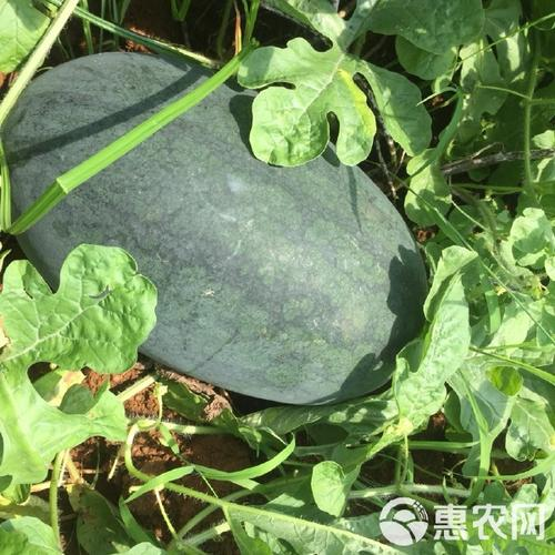 黑美人西瓜种植技术