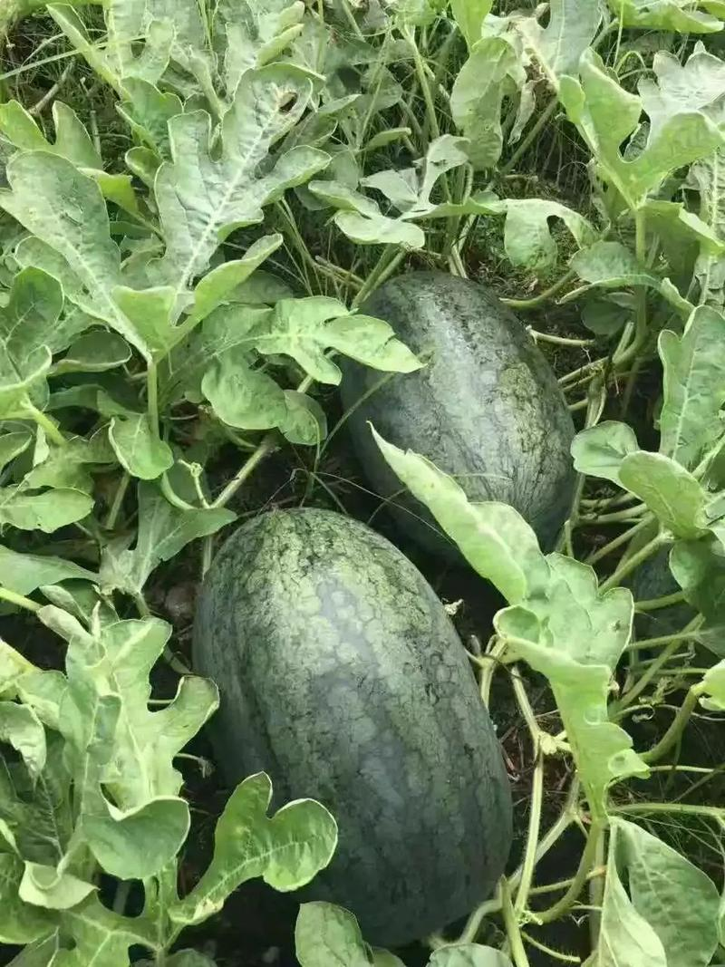 黑美人西瓜种植技术