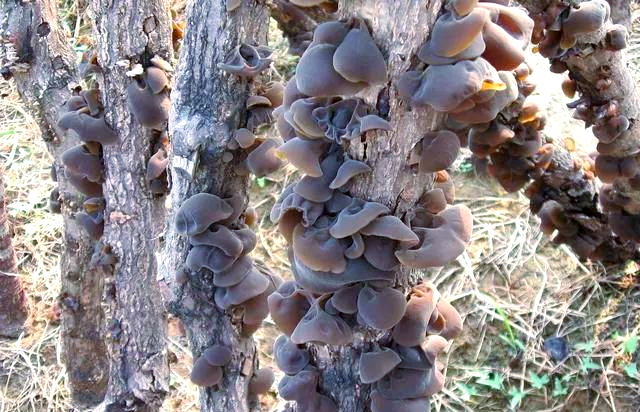 Northeast black-mule planting technology